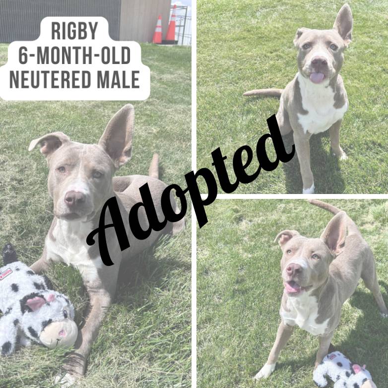 Rigby Pit - Adopted - Copy